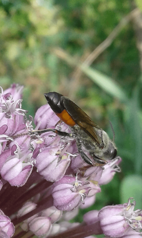 Sphex sp. (Sphecidae)?  S, Sphex cfr. funerarius, m & f